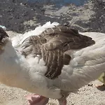 Godik Çeşme