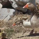 アパートホテル Godik *