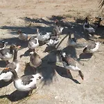 アパートホテル Godik