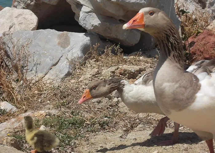 Апарт-отель Godik *