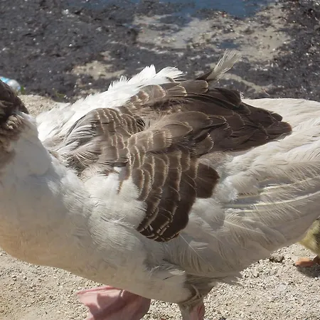 Godik Çeşme