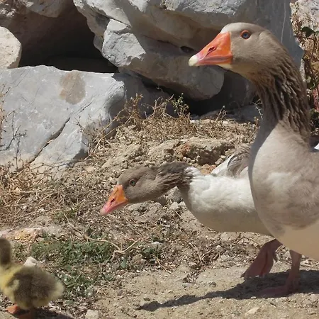 Hotel apartamentowy Godik *