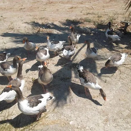 Hotel apartamentowy Godik